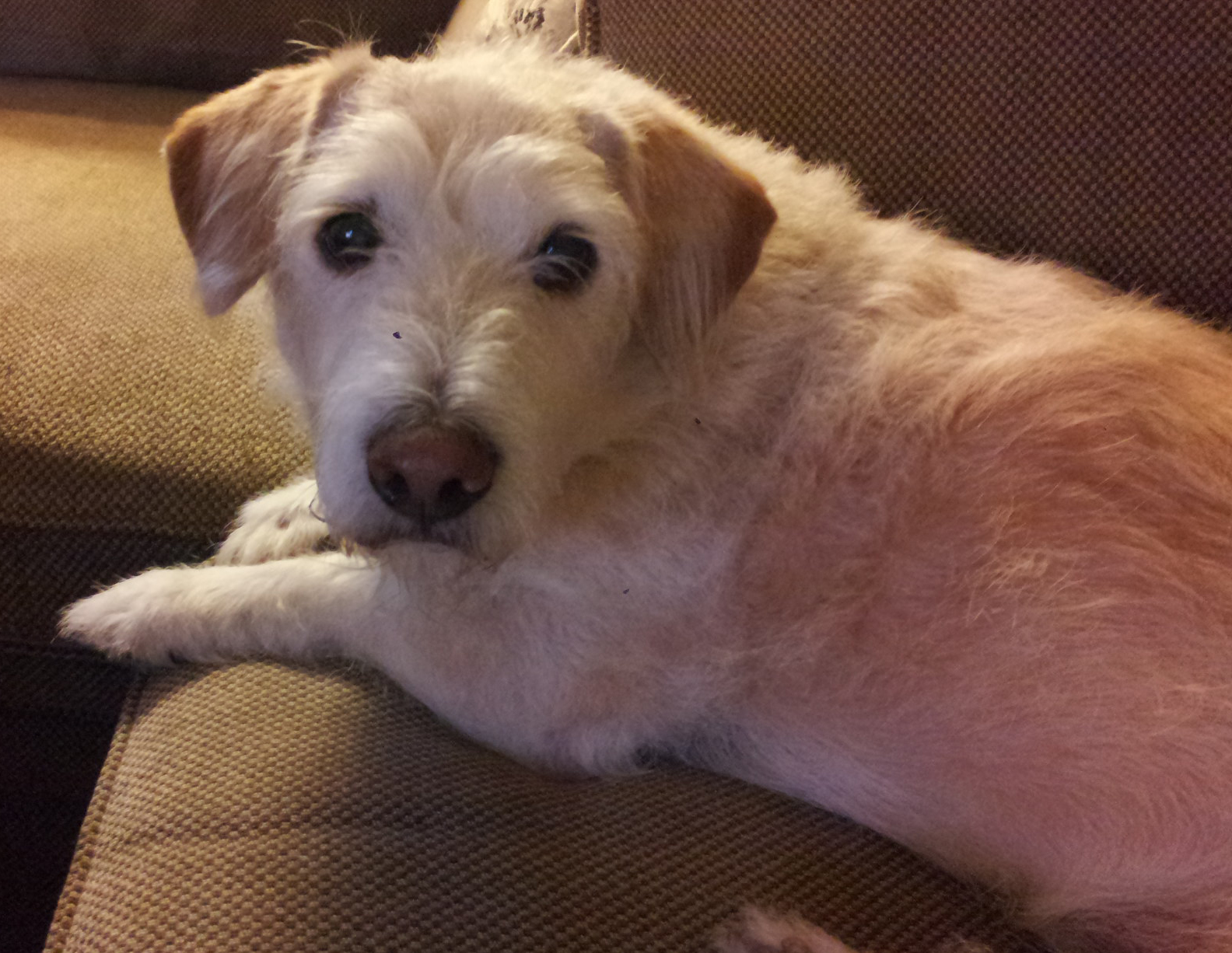 Toby picture from pook